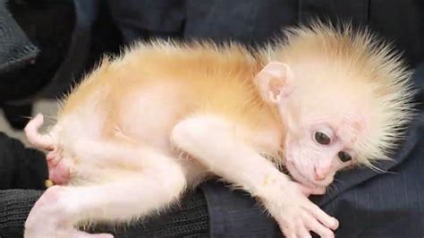 Baby northern pig-tailed macaque rescued in SW China in 2024 | Cute ...