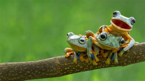 PsBattle: Three frogs sitting on a branch | Frog wallpaper, Tree frogs ...