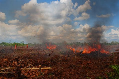 Waspada Kebakaran Hutan di Indonesia akibat Musim Kemarau - Chatnews ...