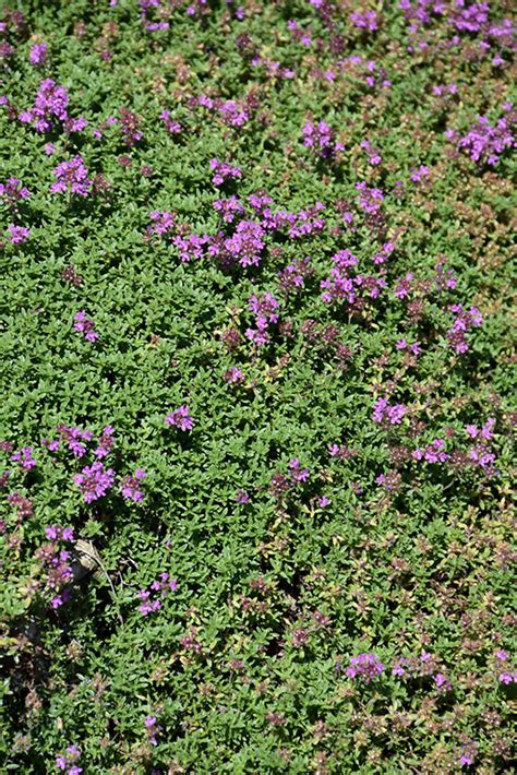 Best quality creeping thyme ground cover - recordsgnom