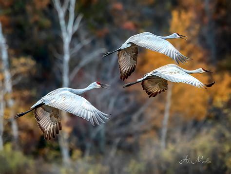 Sandhill Cranes migration Photograph by Al Mueller - Fine Art America