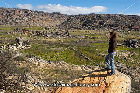 Photos and pictures of: Harvesting oranges, Citrus Farm, Clanwilliam ...