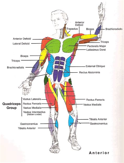 Muscles Diagrams: Diagram of muscles and anatomy charts | HubPages