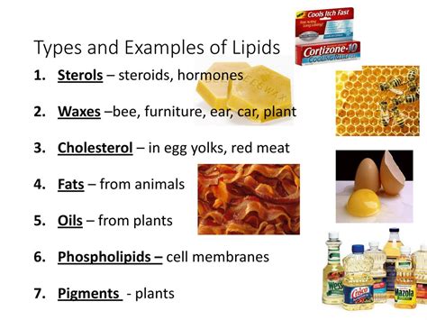 Examples Of Lipids | Examples and Forms