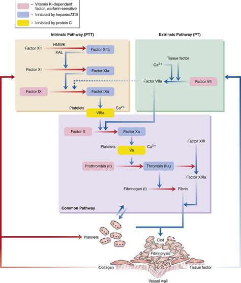 Alterations in Hemostasis and Blood Coagulation | Basicmedical Key