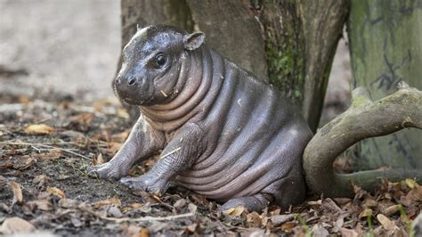 See why this adorable baby hippo has been nicknamed 'Michelin Man ...