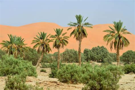 Sahara Desert Plant Life