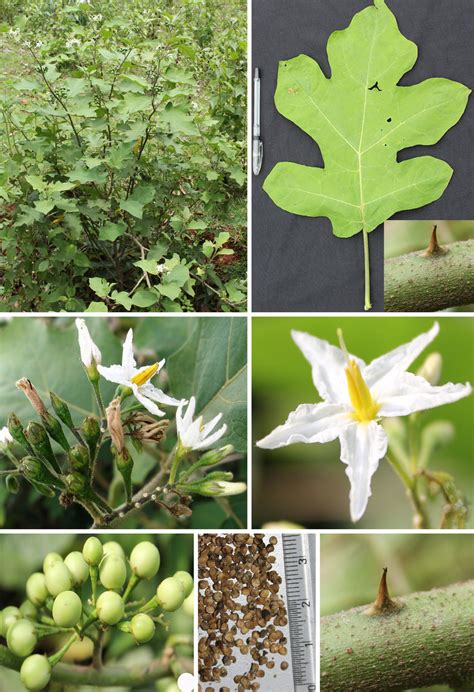 Solanum torvum Sw.: A. Habit, B. Leaf, C. Inflorescence, D. Flower, E ...