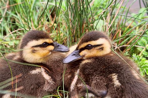 Cute Baby Ducks Photograph by Peggy Collins - Pixels