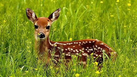 Guindy Snake Park Chennai, India - Location, Facts, History and all ...