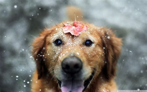 Winter Puppies Wallpapers - Wallpaper Cave