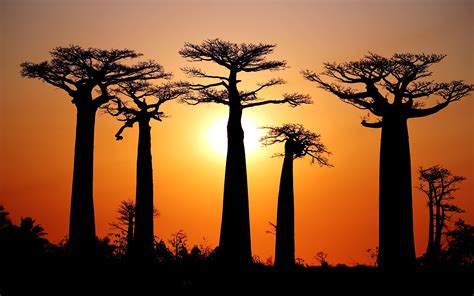 Fonds d'écran De nombreux baobabs, coucher de soleil, Morondava ...