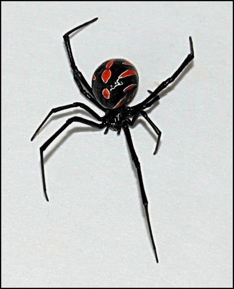 False Black Widow | Flickr - Photo Sharing!