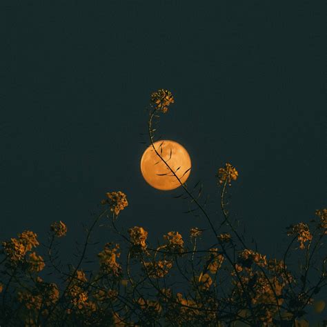 Wallpaper full yellow moon, minimal, art desktop wallpaper, hd image ...