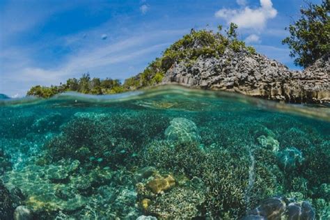 Polluted groundwater is destroying the Great Barrier Reef - Animal ...