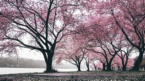 Cherry Blossom Tree Wallpaper 4k