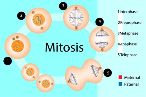 Differences Between Mitosis And Meiosis Worldatlas | Free Nude Porn Photos