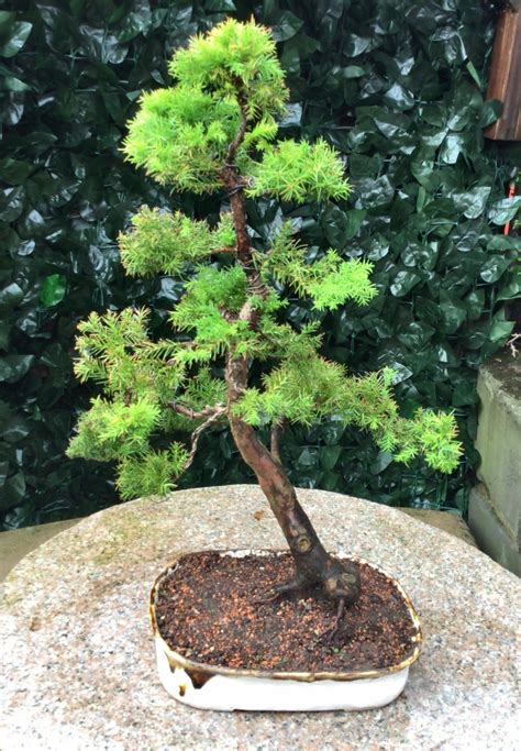 Japanese Red Cedar. | Bonsai tree, Bonsai, Potted trees