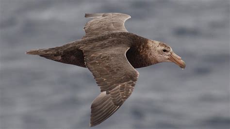 Southern giant petrel — Australian Antarctic Program