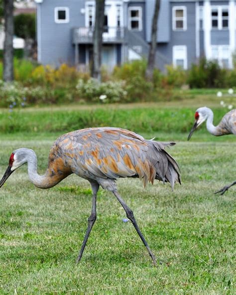 Do Sandhill Cranes Mate For Life? - Everything You Need to know