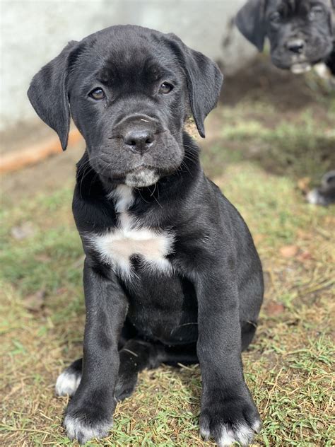 67+ Cane Corso Breeders Ca Image - Bleumoonproductions