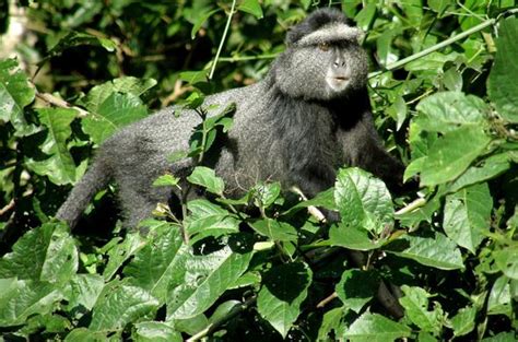 Kakamega Forest National Reserve | Kakamega Forest | Kenya Safaris