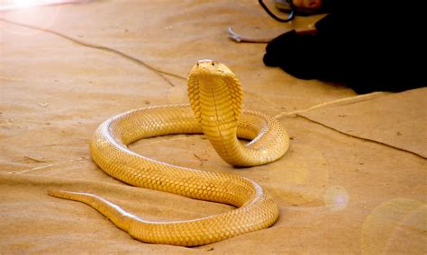 Yellow Cobra - A-Z Animals