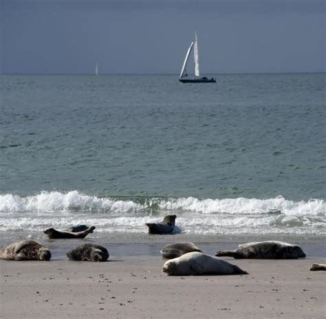 Seehund-Inventur in der Nordsee läuft - WELT