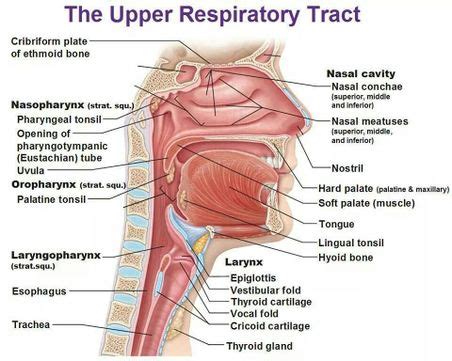 Airway Anatomy