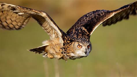 owls, Animals, Birds, Predator, Raptor, Flight, Fly, Feathers, Wings ...