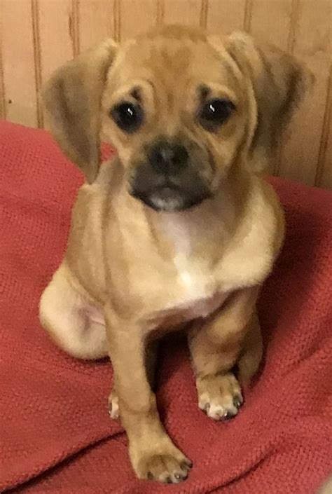 Puggle dog for Adoption in Parker Ford, PA. ADN-543614 on PuppyFinder ...