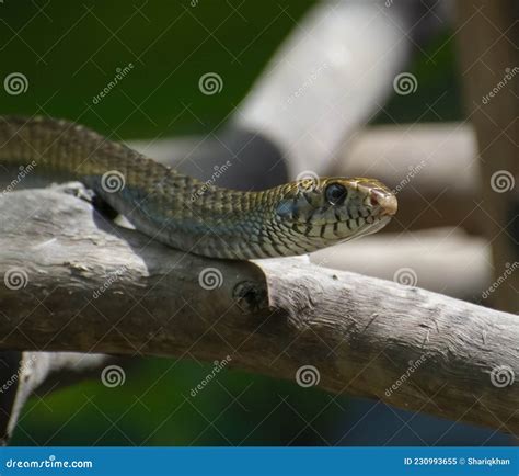 Indian Rat Snake Ptyas Mucosa Stock Image - Image of reptiles, orissa ...