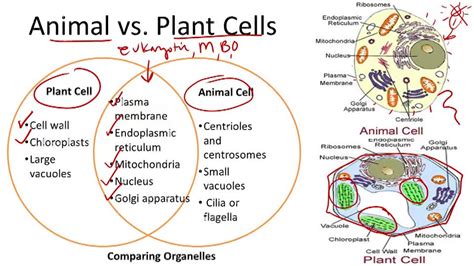 Prokaryotic and Eukaryotic Cells ( Video ) | Biology | CK-12 Foundation