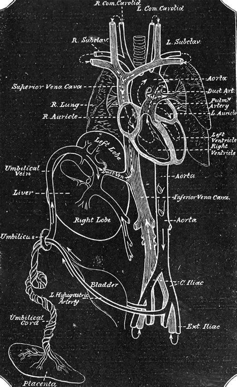 Fetal Circulation Animation