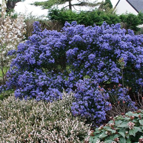 Ceanothus impressus Puget Blue - Céanothe persistant