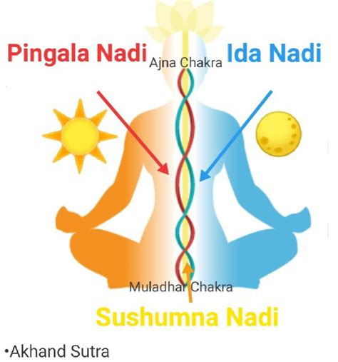 Ida, Pingala, Sushumna Three Main Nadis In Yoga, 53% OFF