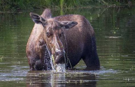 Chena River State Recreation Area in Fairbanks: 1 reviews and 1 photos