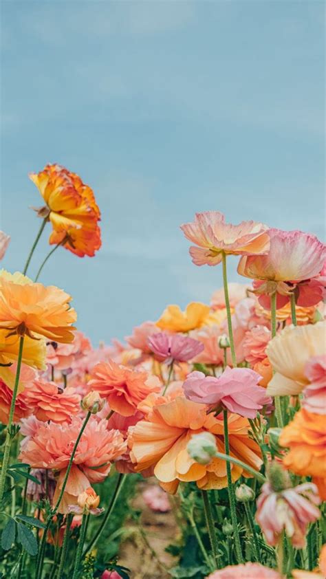 Pastel Flowers Phone Screensaver | Pretty flowers, Flower aesthetic ...