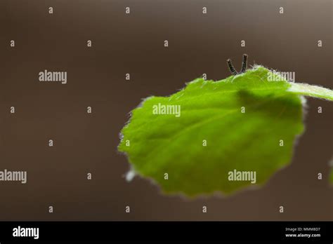 Lesser purple emperor caterpillar Stock Photo - Alamy