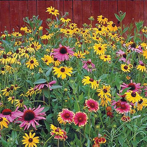 Native Perennial Wildflower Mix | Gurney's