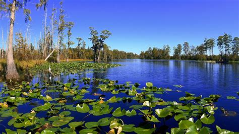 A Boat Tour of the Okefenokee Swamp | RV Repair Club