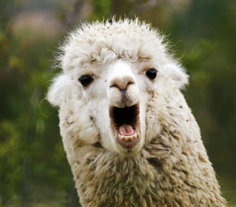 Sorry Boss, Can’t Make It in Today; My Llama is Sick! - HR Daily Advisor