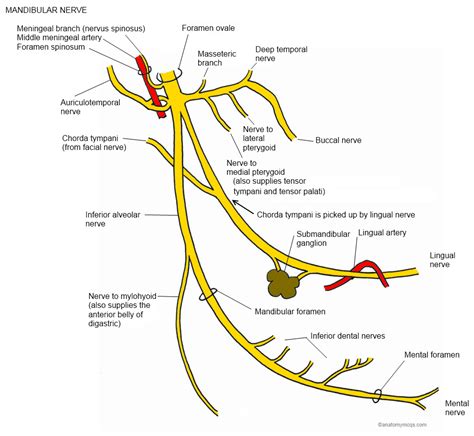 Branches of Mandibular nerve | Facial nerve, Dental anatomy, Nerve anatomy