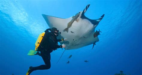 The 9 Best Dive Sites in the Galapagos