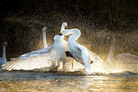 Swan fighting | Animals beautiful, Animal art, Animals