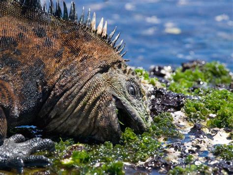 The Marine Iguana Eating Seaweed. the Galapagos Islands. Pacific Ocean ...