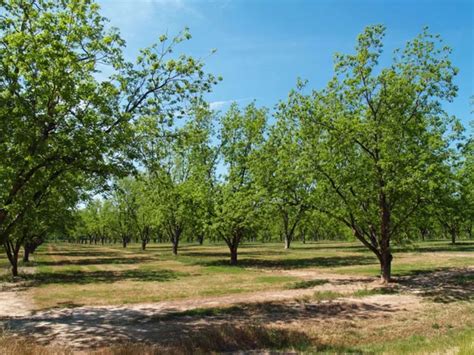 How To Fertilize a Pecan Tree the Right Way - 🐝 BootstrapBee.com ...