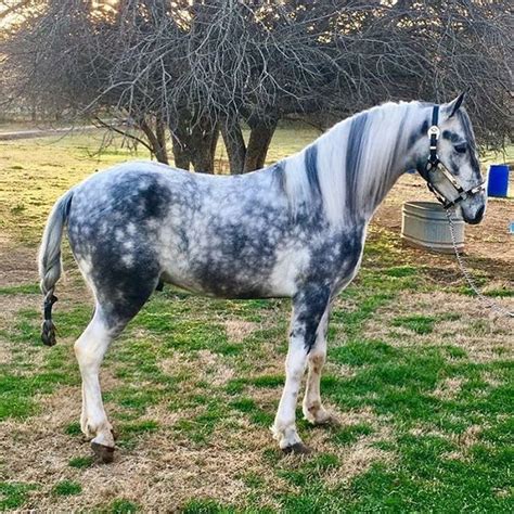 Wow! Amazing color! - Dappled Grey Pinto Dapple Grey Horses, Appaloosa ...