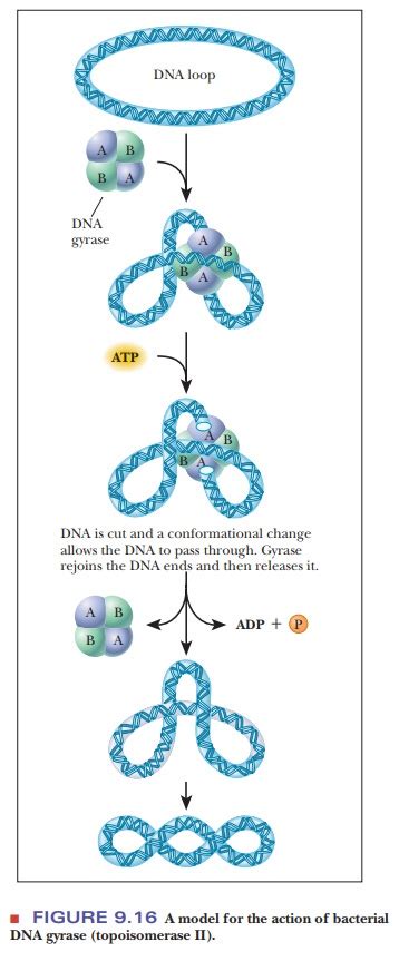 How does prokaryotic DNA supercoil into its tertiary structure?