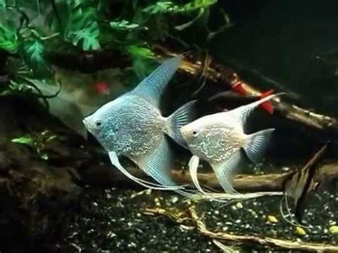 Platinum Pearlscale Angelfish pair #2 - YouTube